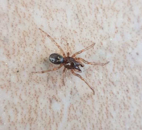Enoplognatha mandibularis